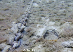 Searobin and anchor chain by Ron Rico 
